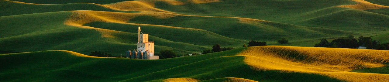 Rolling hills of the Palouse with a grain soli in the background. 